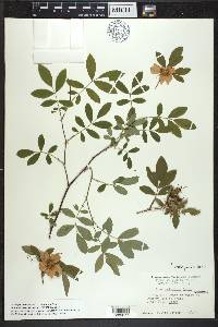 Rosa palustris image