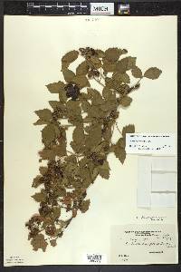Rubus frondosus image