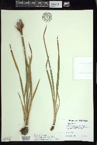 Iris sibirica image