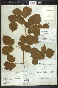 Rubus frondosus image