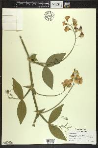 Lathyrus latifolius image