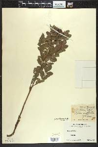 Rosa arkansana image