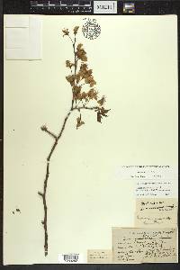 Prunus nigra image