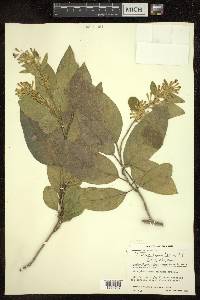 Cestrum tomentosum image