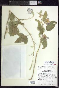 Solanum hindsianum image