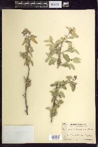 Solanum hindsianum image