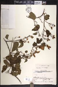 Ipomoea batatoides image