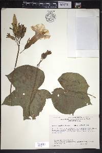 Ipomoea ampullacea image