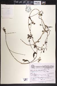 Ipomoea cholulensis image