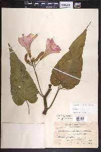 Ipomoea carnea image