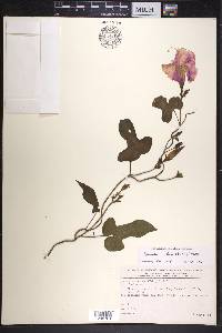 Ipomoea indica image