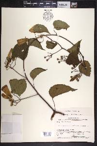 Ipomoea batatoides image