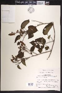 Ipomoea batatoides image