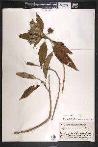 Ipomoea murucoides image