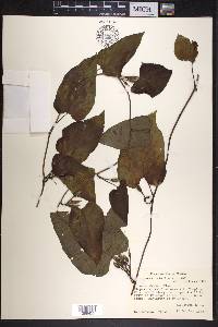 Ipomoea lindenii image