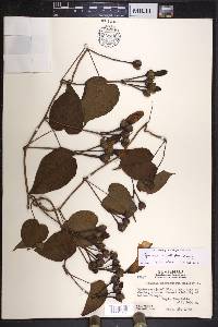 Ipomoea batatoides image