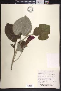 Ipomoea mairetii image