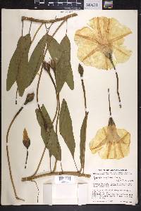 Ipomoea longifolia image