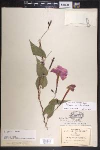 Ipomoea emetica image