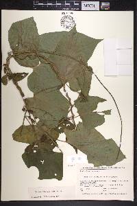 Ipomoea lindenii image