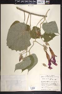 Ipomoea mairetii image