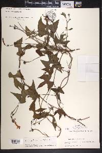 Ipomoea hederifolia image