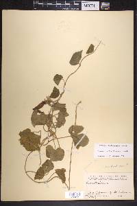 Ipomoea indica image