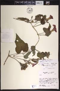 Ipomoea laeta image