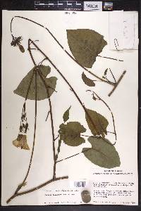 Ipomoea funis image