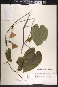 Ipomoea funis image