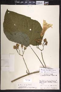 Ipomoea batatoides image