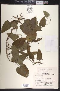 Ipomoea lindenii image