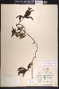 Ipomoea heterodoxa image