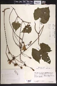 Ipomoea funis image