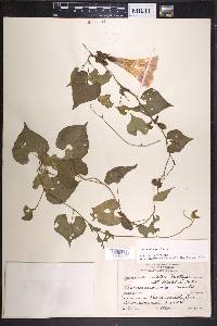 Ipomoea crinicalyx image