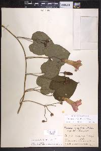 Ipomoea batatoides image