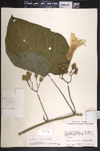 Ipomoea batatoides image