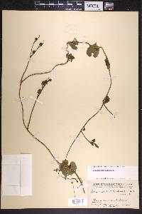 Ipomoea hederifolia image