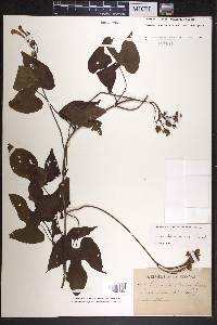 Ipomoea hastigera image