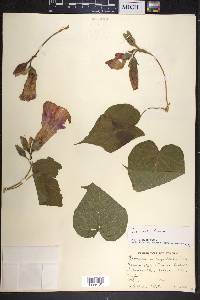 Ipomoea mairetii image