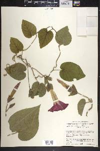 Ipomoea mairetii image