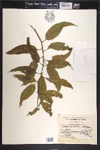 Ipomoea murucoides image