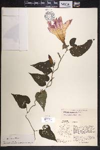 Ipomoea indica image