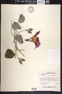 Ipomoea mairetii image