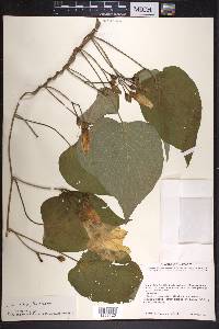 Ipomoea dimorphophylla image