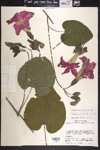 Ipomoea mairetii image