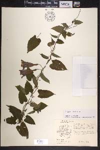 Ipomoea lindenii image