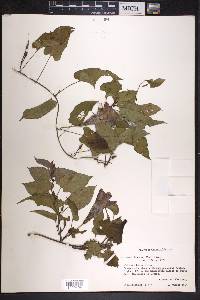 Ipomoea lindenii image