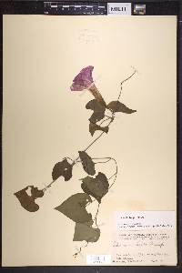 Ipomoea crinicalyx image