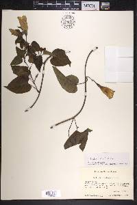 Ipomoea lindenii image